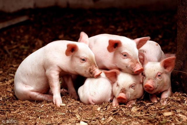 为什么说“小猪怕冷，大猪怕热”，如何给猪群提供合适温度？