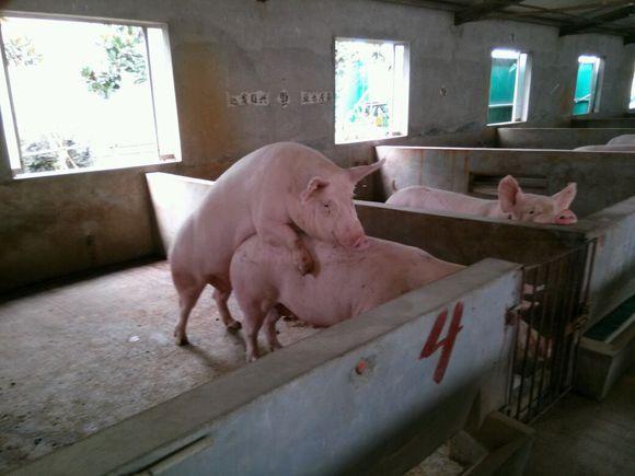 回顾中国养猪业的发展历程