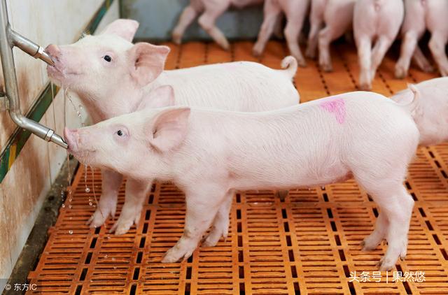 建议养猪人收藏的药物配方，遇到猪群腹泻，用上死亡率大大降低！