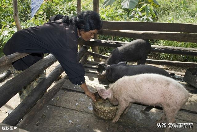 12种野菜喂猪好处多，农村遍地可见，不用花钱