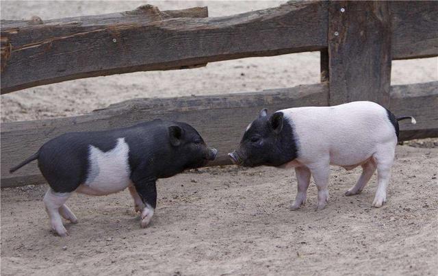 为什么说家庭农场是未来养猪的发展方向？家庭农场养猪有何优势？