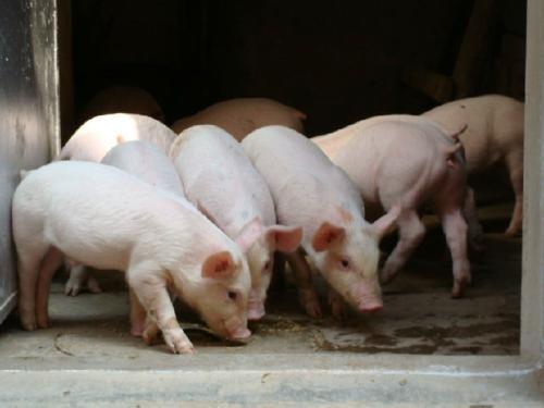 养猪的暴利时代，一头猪可以赚1400多元，但小养殖户却未必有份