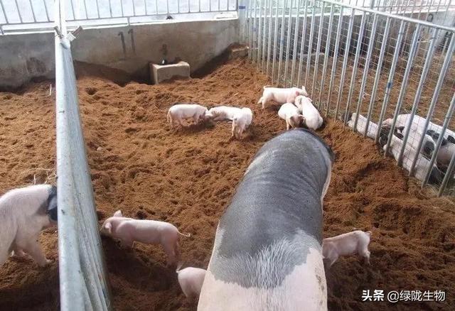 养猪发酵床操作方法