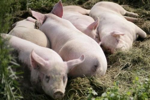 养猪的暴利时代，一头猪可以赚1400多元，但小养殖户却未必有份