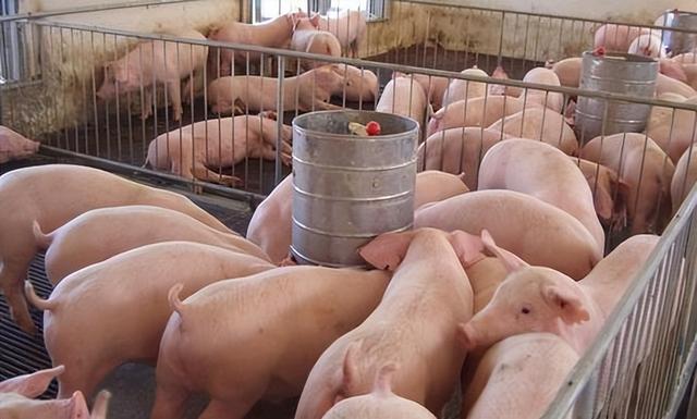 养猪场的成本主要是哪些？猪场养殖成本分别有哪些？养猪人必看