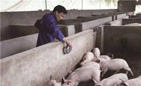 猪场内臭味很大，臭味会对人体有伤害吗？如何减少养猪场臭味？