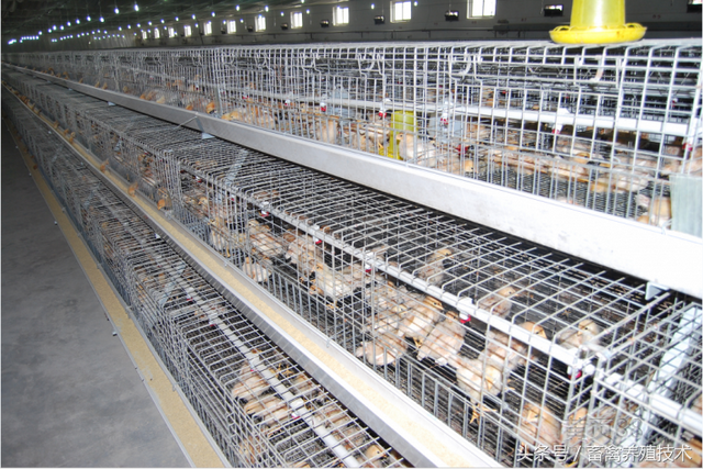 养鸡：建设一个现代化养鸡场，需要购置哪些养殖设备？