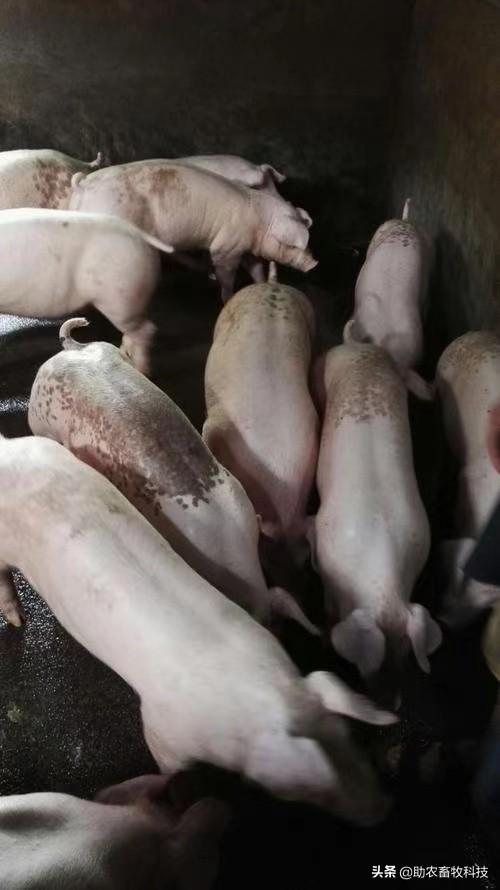 广东廉江陈老板的防非瘟妙招—发酵中草药，养猪防病变得很轻松