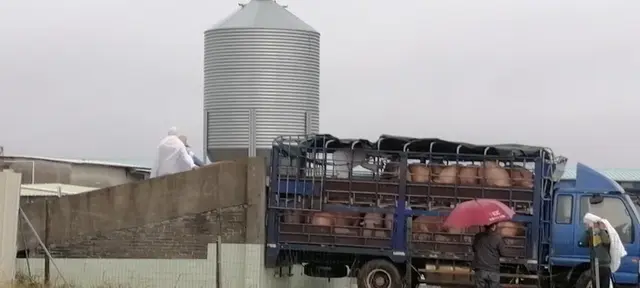 广东茂名这个“铁桶猪场”，成功出栏1099头猪
