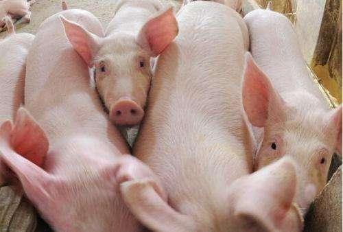猪肉价格直线上涨，养猪致富，如何快速入门养殖？