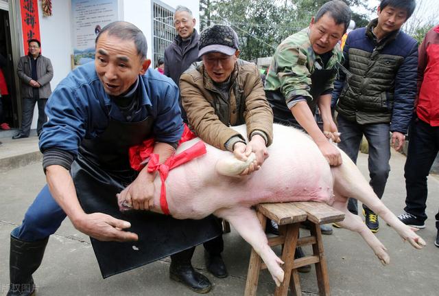 “最严”杀猪令已实施，自己养的猪还能杀吗？年猪宴还能不能搞？