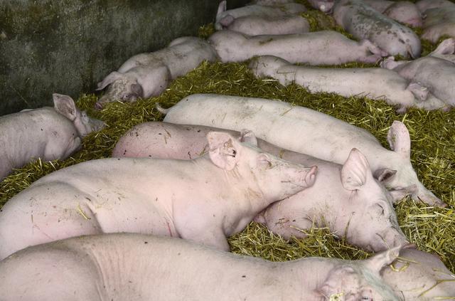 农民找工难，老板招工难，猪场养猪月入4000＋，为何还是没人干？