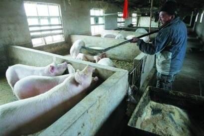 农村小养猪场其实只有一个危险，解决了它，养猪就是个好项目！