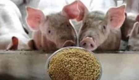 养猪人请注意，新型饲料即将普及，或代替玉米豆粕！