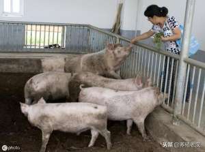 办理养猪场要什么手续-猪场建设指南：建养猪场需要什么手续？详细申请流程