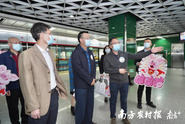 “二师兄”进地铁啦！广州地铁“生猪产业振兴号”重磅来袭