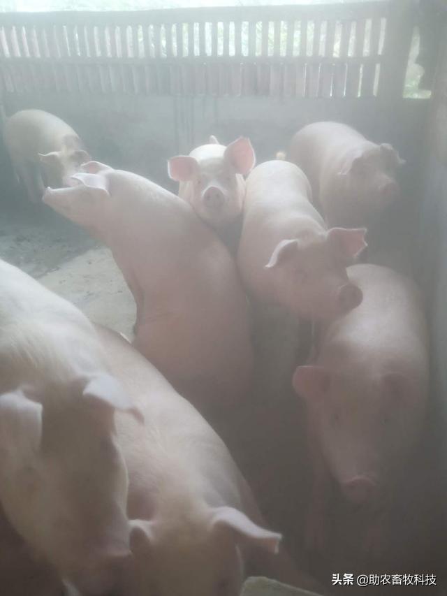 这个猪场采用自制发酵中草药防非瘟成功案例的详细操作分享