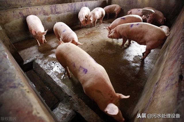 养猪场污水如何处理才能达标排放？
