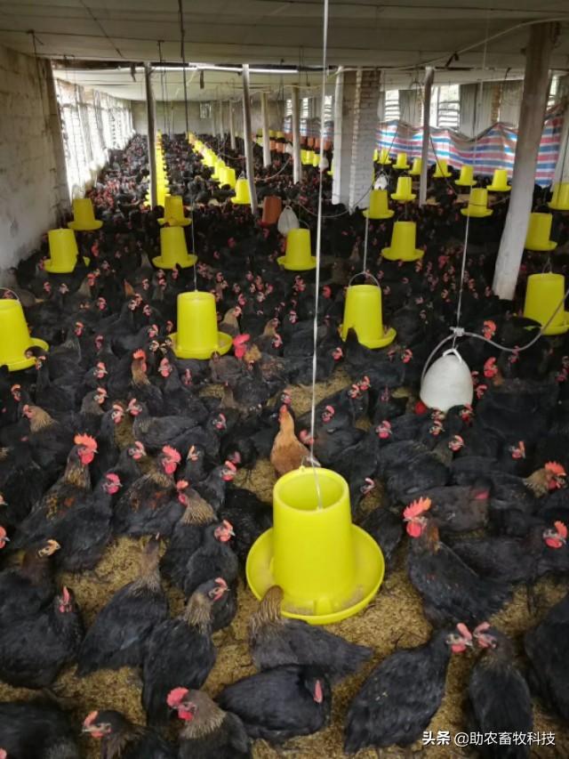 薄垫料发酵床养鸡技术，节约一半以上的垫料，臭味环保问题解决