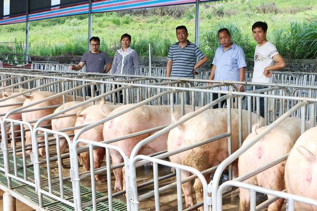 中国哪些省份养猪规模最大？前15名原来是这些省！