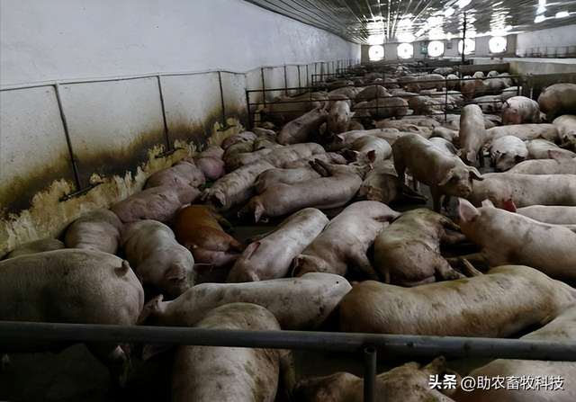 这个猪场一直无非瘟骚扰，大量运用牧草酒糟发酵中药等养猪效益高