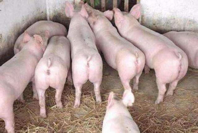养猪如何才能育好肥？这10个注意事项养殖户需牢记