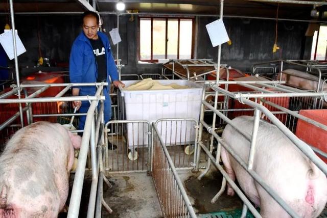 宣威乐丰乡：生态养殖“宣和猪”助农增收致富