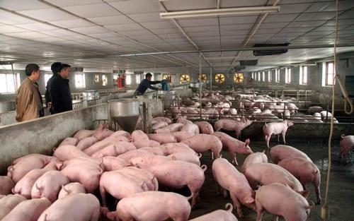 美国养猪业成本远比中国低，背后的原因究竟是什么？