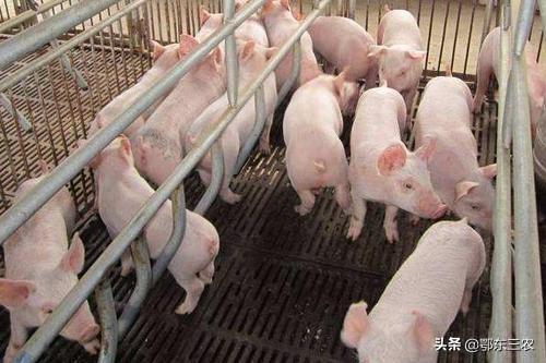 四川一女养猪人，今年亏损10多万，末尾82头猪苗共卖5000元