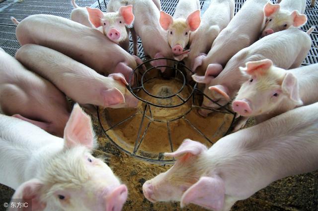 三种类型养猪场利润的计算方法，绝对实用！