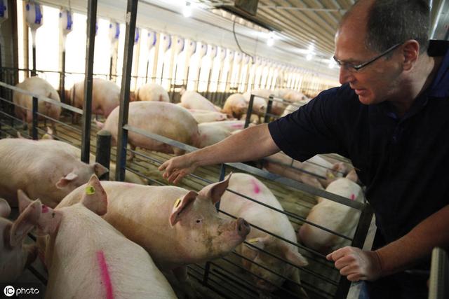 美国又不吃猪肉，为什么会成为世界养猪强国？是准备卖给我们吗？
