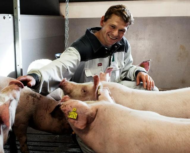 北欧人凭什么那么富？看看丹麦人是怎么养猪的，原来是这样！