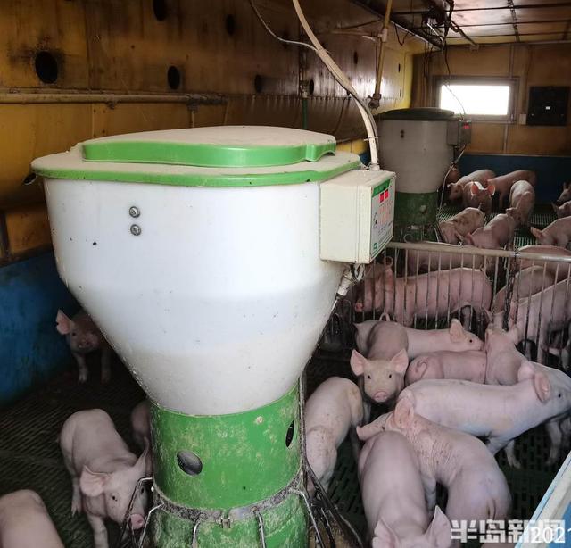 半岛探访丨自动投喂、实时监控…… 农民养猪用上智能低碳新模式