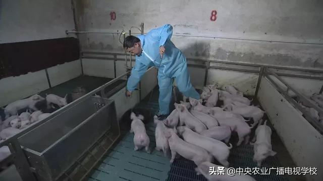 [农广天地]猪宝宝如何断奶不掉膘？