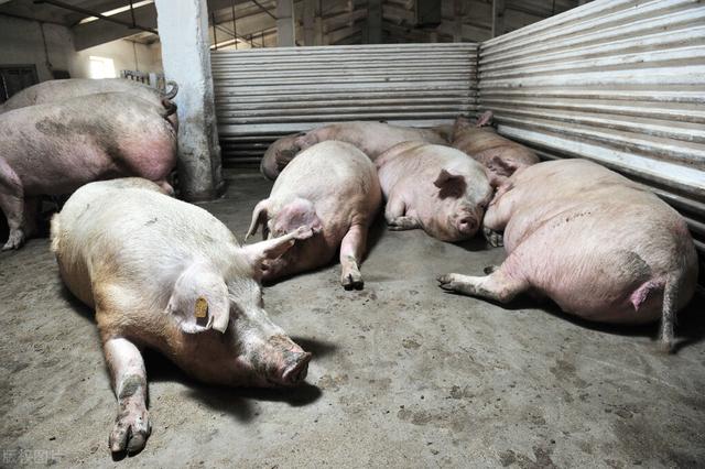 兴办规模化猪场需要办理哪些手续？