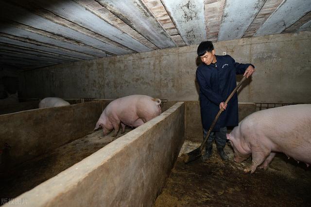 农村里面的养殖场为什么不养猪了呢？难道是养猪的技术不到位吗？