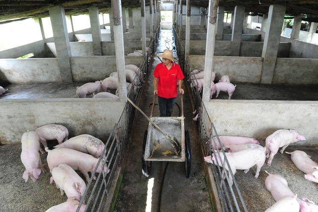 时代在变，养殖技术需跟得上，“智能饲喂”能给猪场带来什么？