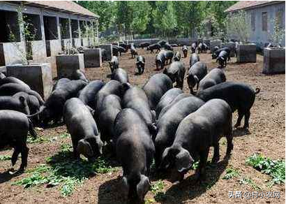 农村养猪周期长成本高，这5个低成本种植项目，搞好了你照样赚钱