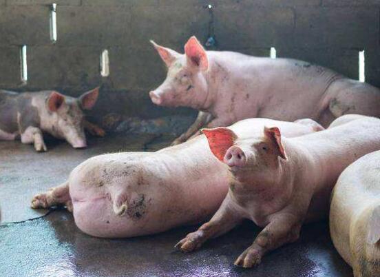 养猪干货分享：猪场常用的抗菌药物，有这8大类