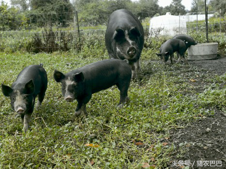 处理猪粪便的2种方案，巧妙解决养猪户的环保压力！