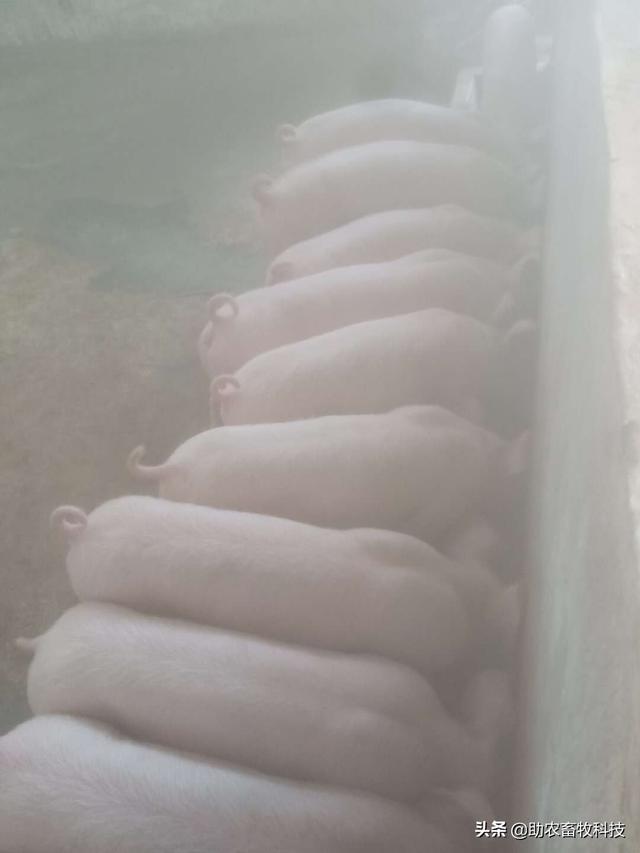 这个猪场采用自制发酵中草药防非瘟成功案例的详细操作分享