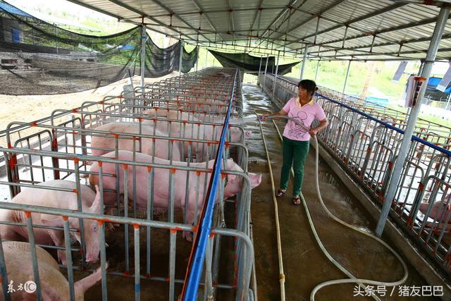 规模化养猪场粪污处理之“种养循环”红泥沼气篇