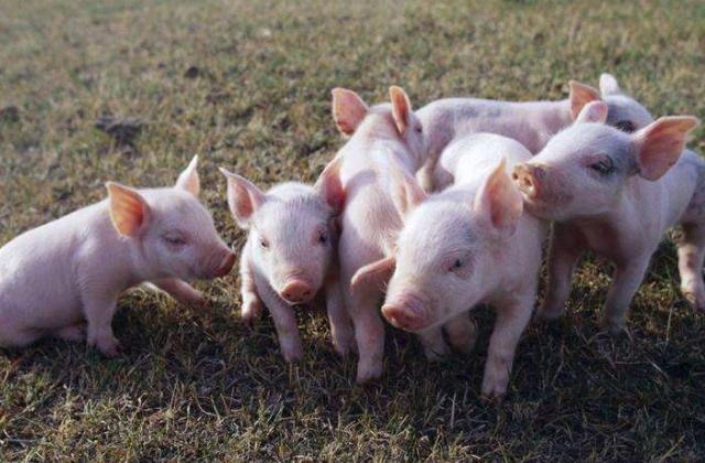 养猪日长三斤不是梦，10个养猪秘方让你的猪长的又快又健康