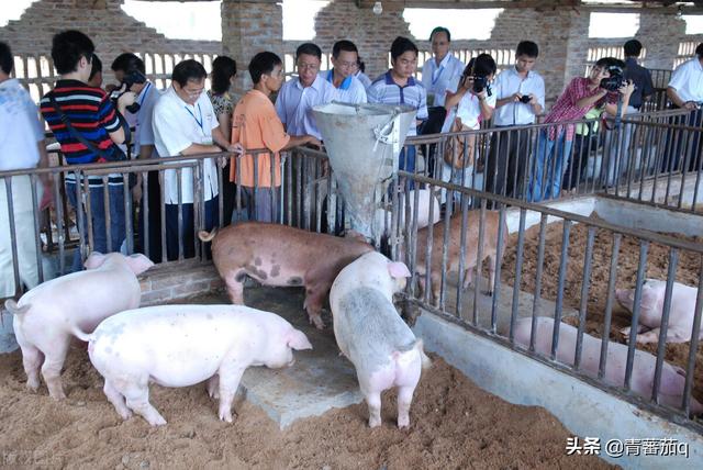 回乡创业，一亩地的养猪场，一年挣20多万，比外出打工强多了