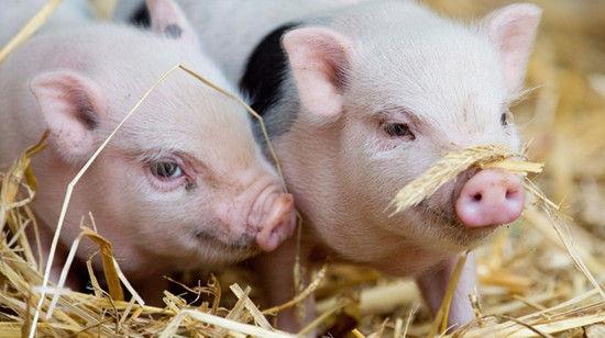 记者走访辽宁疫区猪场：一头猪赚2000元，养殖户重拾信心