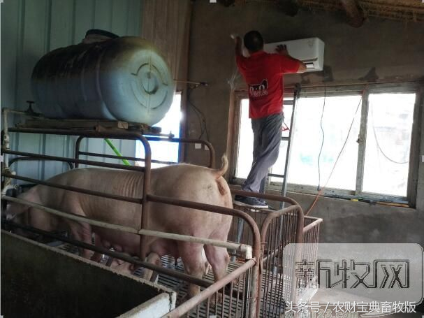 养殖户装空调可以预防非洲猪瘟？