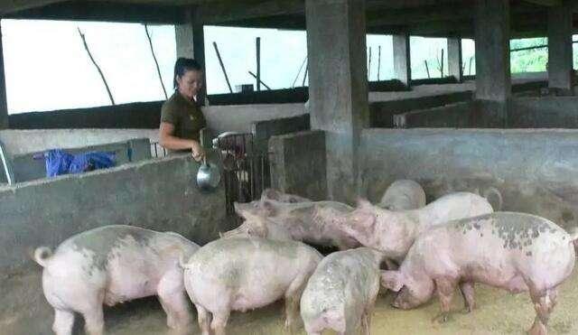 养猪这么苦这么难，为什么还有很多农民愿意养？