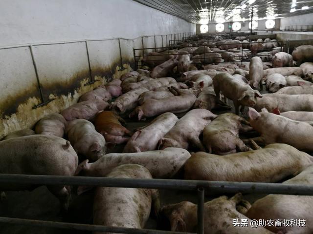 梧州岑溪市这个猪场大量运用牧草酒糟等进行低成本养猪效益高