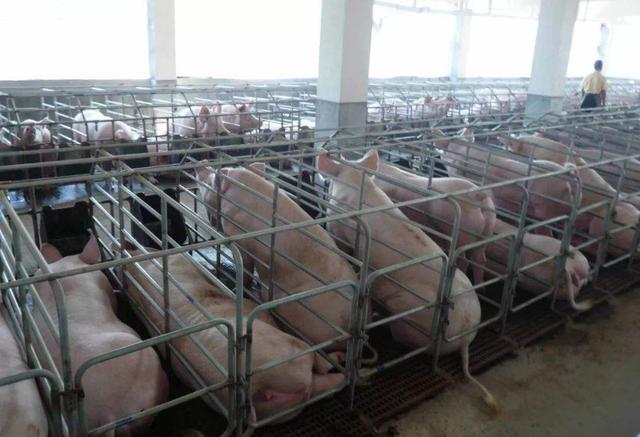 详解丨养猪就是养人，新建规模化猪场的组织架构及管理模式