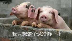大棚养猪如何防暑降温-持续高温，给猪场带来了哪些难题？（纯干货）